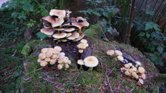 Hypholoma