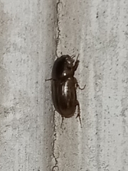 Labarrus cincticulus