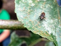 Idiella
