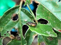 Idiella