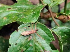 Epidaus sexspinus