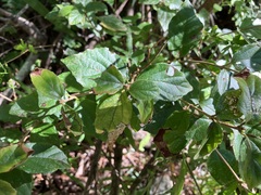 Viburnum luzonicum