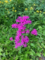Silene armena