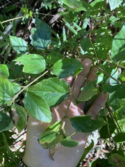 Viburnum luzonicum