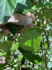 Viburnum luzonicum