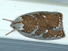 Euchaetis rhizobola