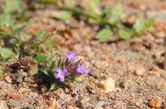 Verbena bracteata