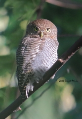 Glaucidium radiatum