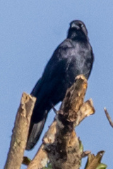 Corvus ossifragus