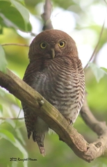 Glaucidium radiatum