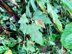 Rubus formosensis