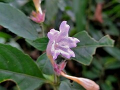 Strobilanthes pentastemonoides
