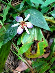 Tricyrtis lasiocarpa