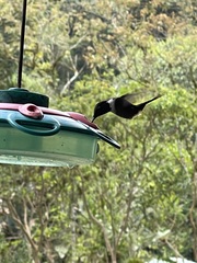 Philodice mitchellii