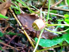 Codonopsis javanica japonica