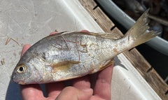 Leiostomus xanthurus