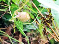 Codonopsis javanica japonica