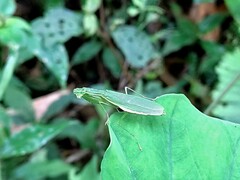 Odontomantis planiceps