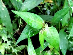 Persicaria jucunda