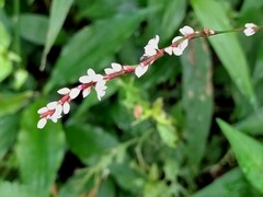 Persicaria jucunda