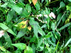 Persicaria jucunda
