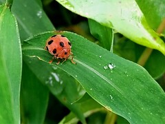 Diekeana admirabilis