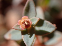 Euphorbia fendleri
