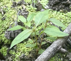 Lysimachia ciliata