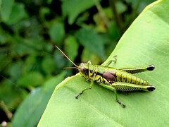 Sinopodisma kawakamii