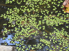 Lemna aequinoctialis