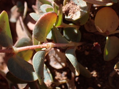 Euphorbia fendleri