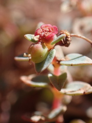 Euphorbia fendleri