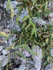 Penstemon