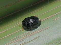 Hemisphaerota cyanea