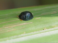 Hemisphaerota cyanea