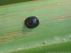 Hemisphaerota cyanea