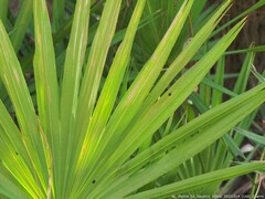 Hemisphaerota cyanea