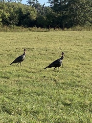 Meleagris gallopavo osceola