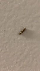 Oinophila v-flava