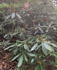 Rhododendron maximum