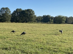 Meleagris gallopavo osceola