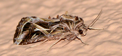 Spodoptera pulchella