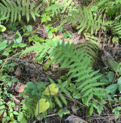 Pelazoneuron kunthii