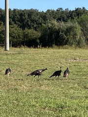Meleagris gallopavo osceola