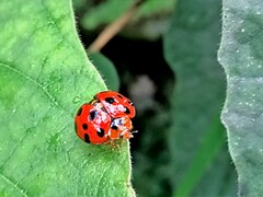 Harmonia dimidiata