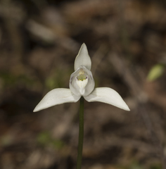 Codonorchis lessonii