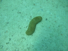 Stichopus herrmanni