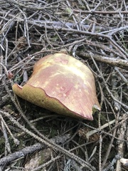 Boletus smithii