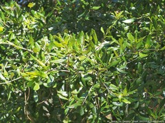 Belonocnema treatae