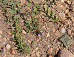 Verbena bracteata